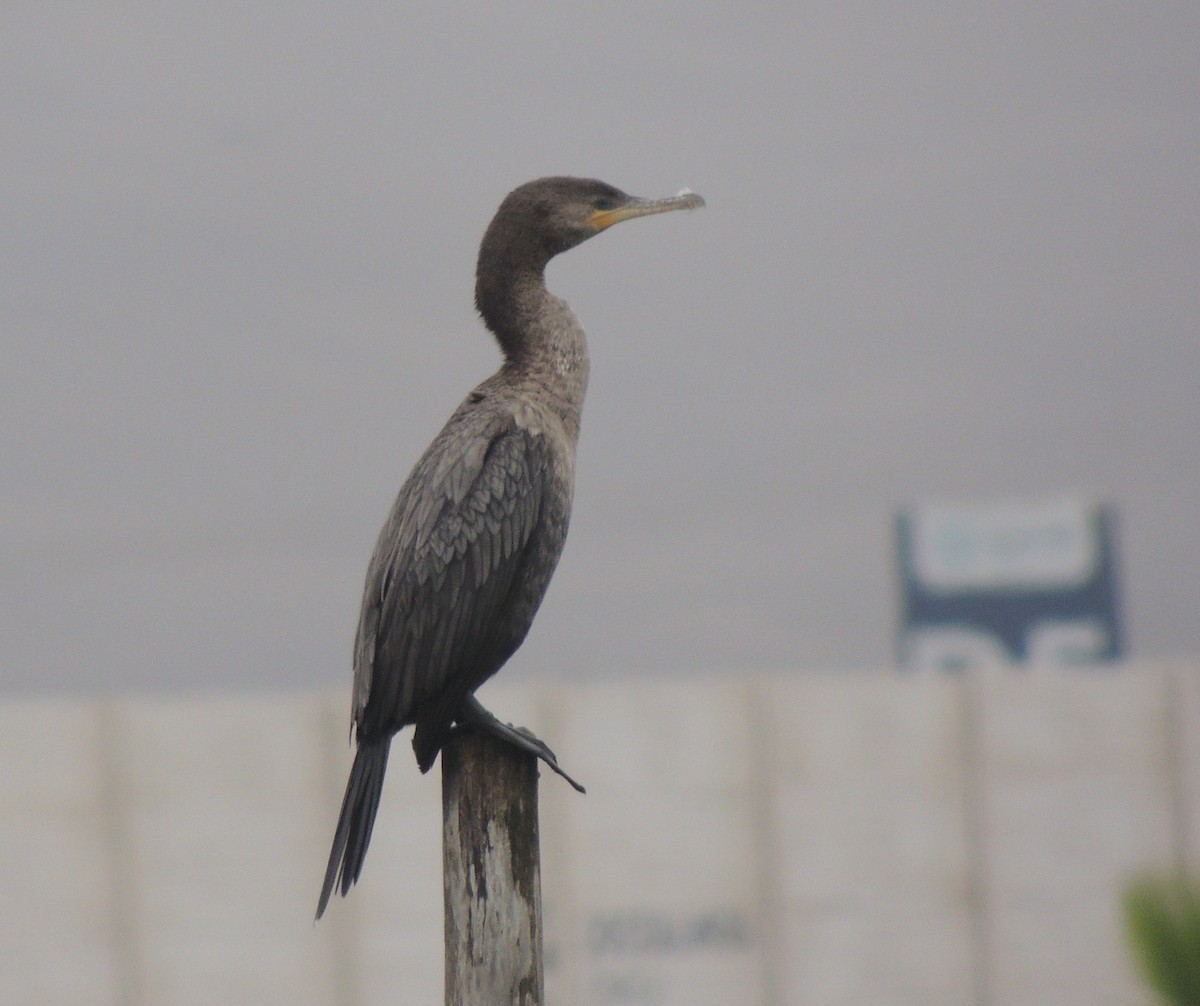 flodskarv - ML644407801