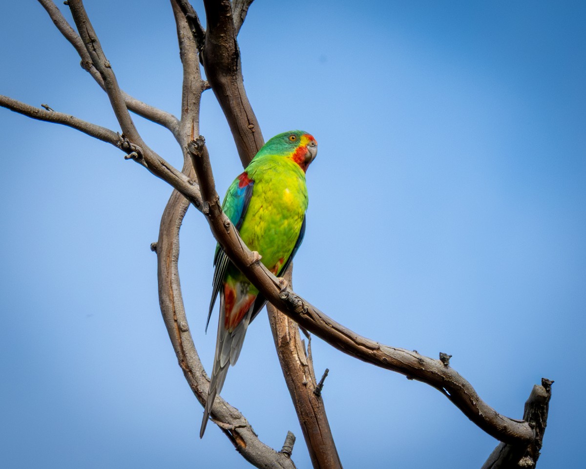 Swift Parrot - ML644407802