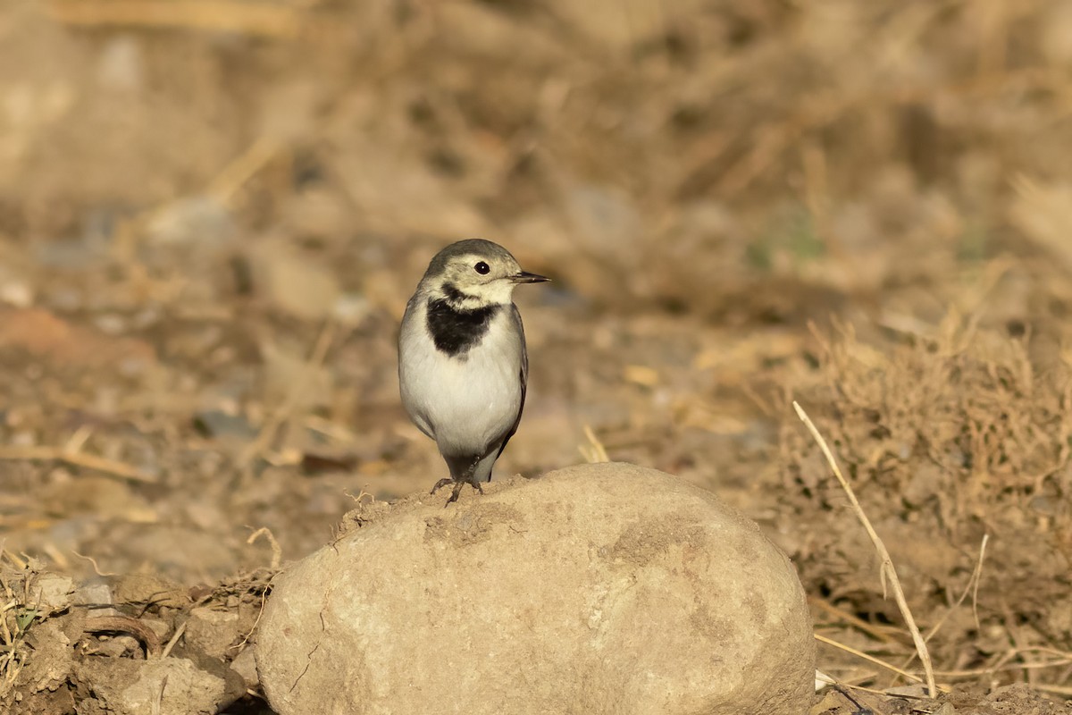 Bachstelze - ML644407806