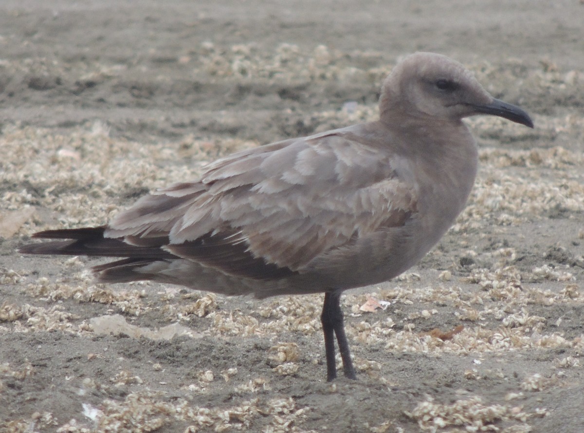 Gray Gull - ML644407809