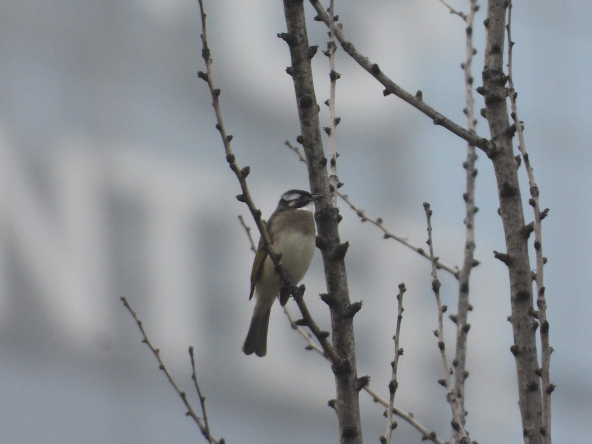 Нангиад бөлбөл - ML644407812