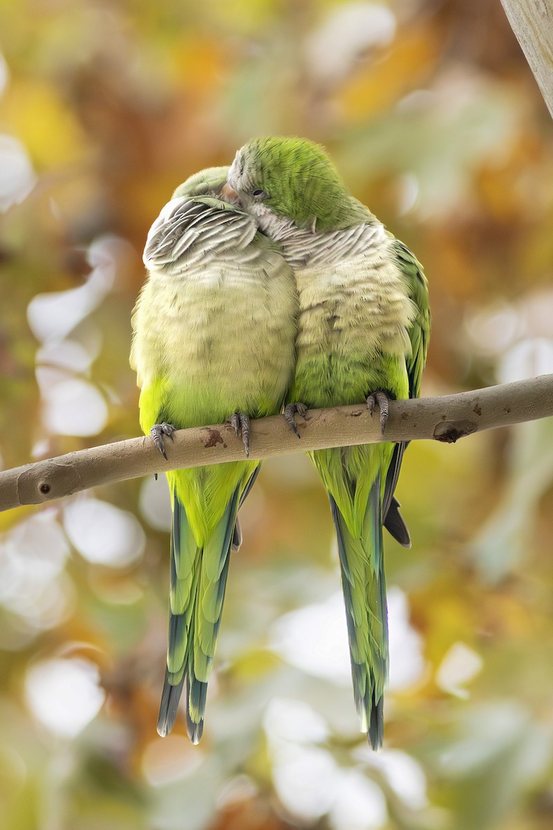 Monk Parakeet - ML644407815
