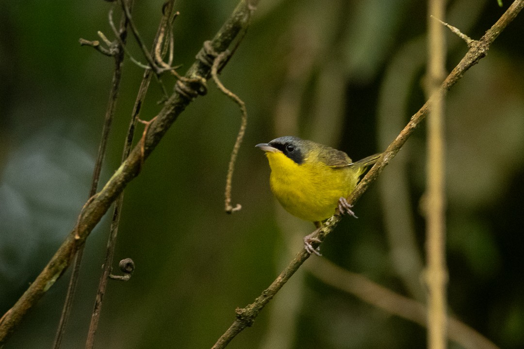 Southern Yellowthroat - ML644407816