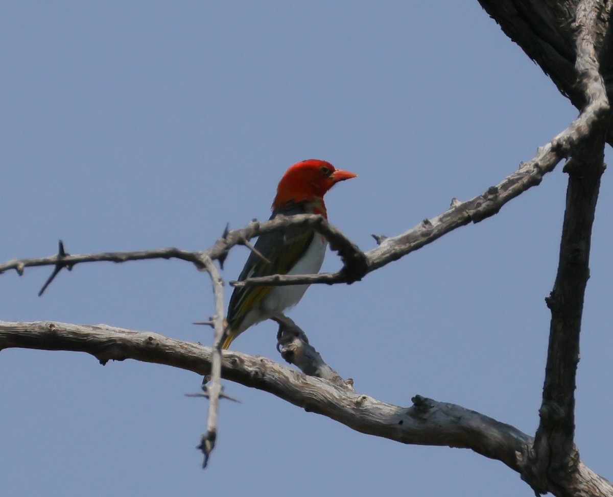 Red-headed Weaver - ML644407821