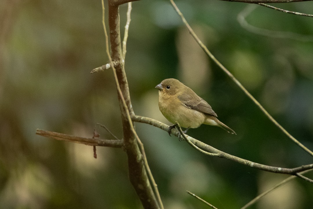 Violaceous Euphonia - ML644407827