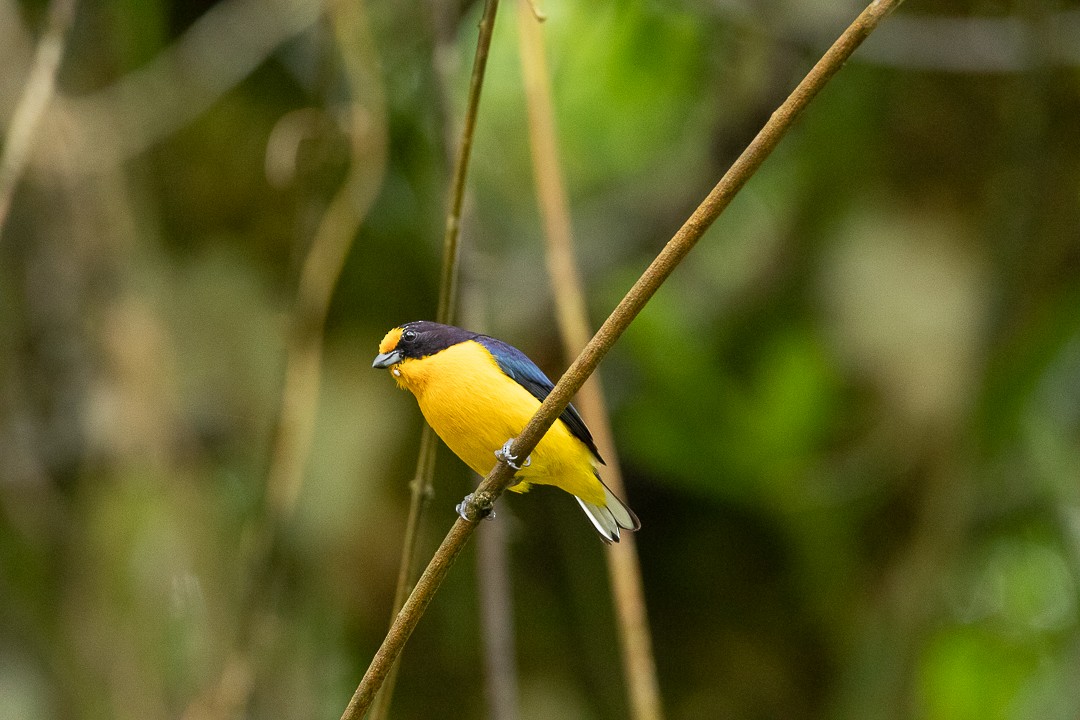 Violaceous Euphonia - ML644407828