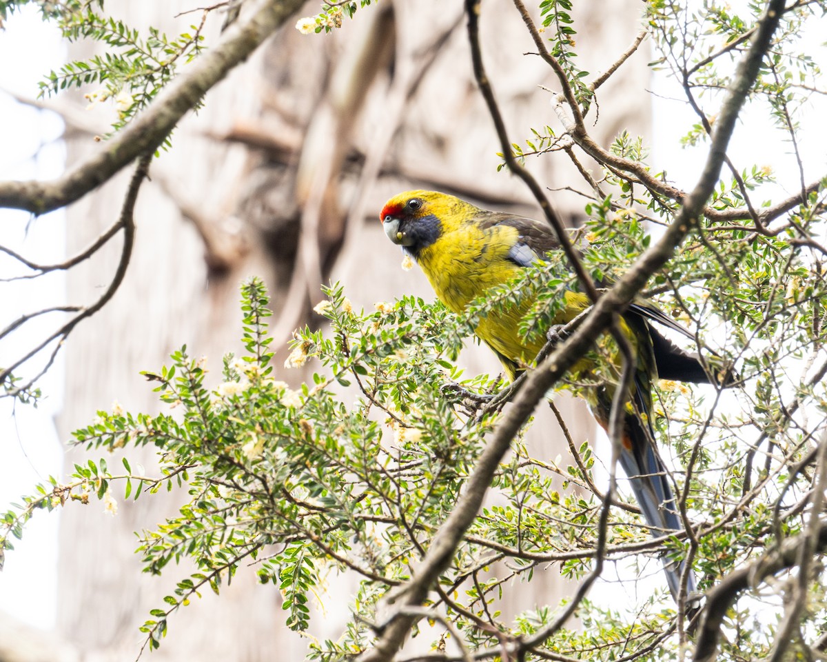 Green Rosella - ML644407831