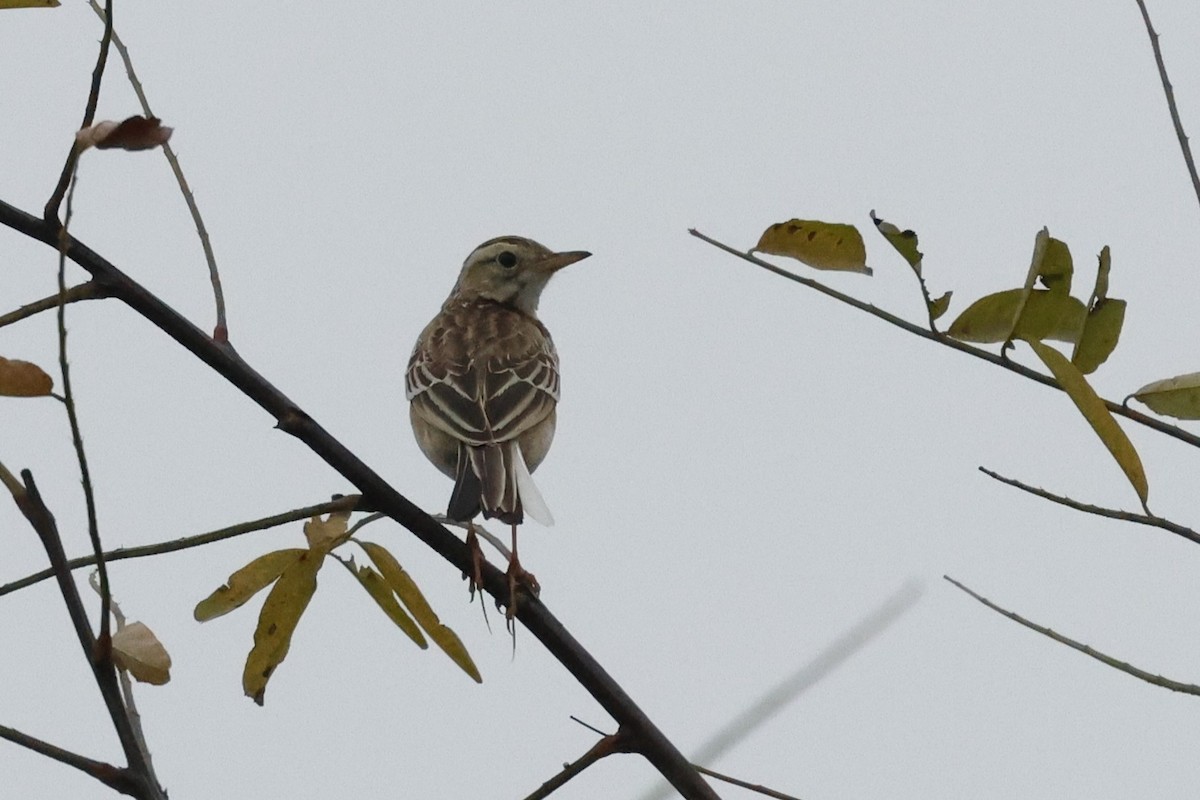 פפיון ארך-רגליים - ML644407836