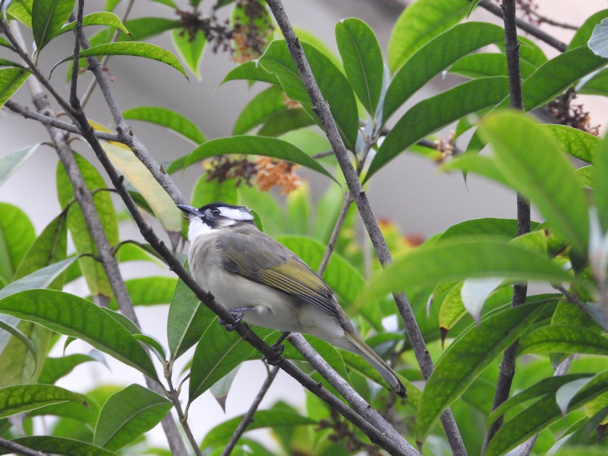 Нангиад бөлбөл - ML644407838