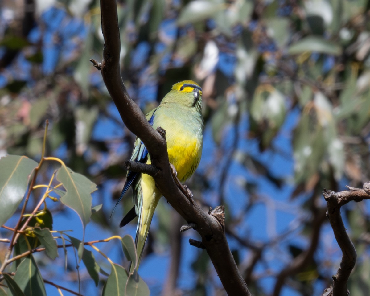 Папужка синьокрилий - ML644407843