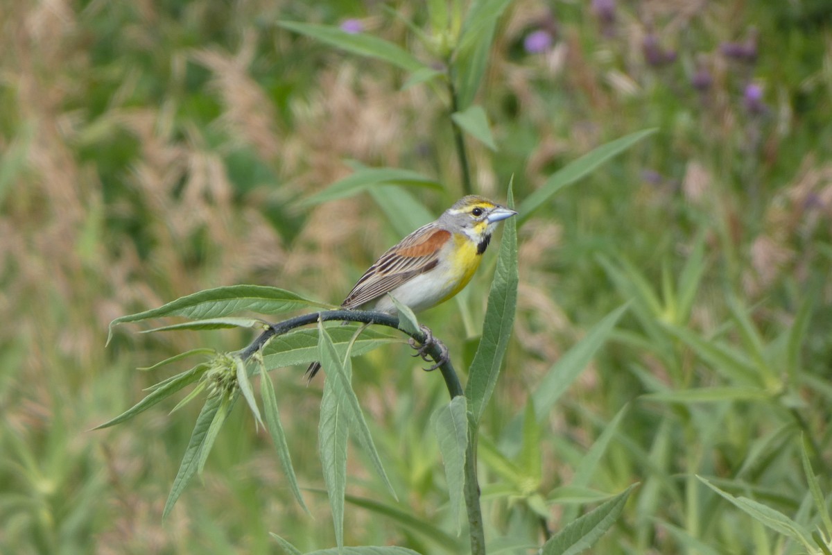 Dickcissel - ML644407861