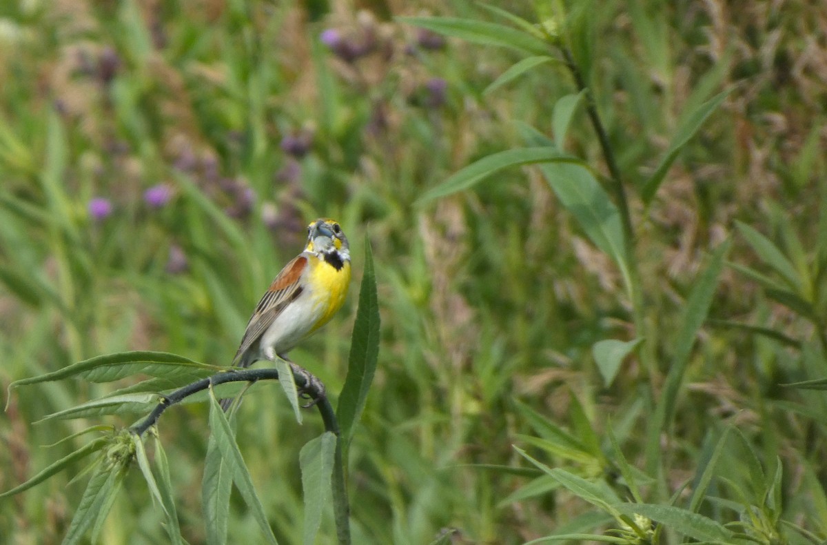 Dickcissel - ML644407863
