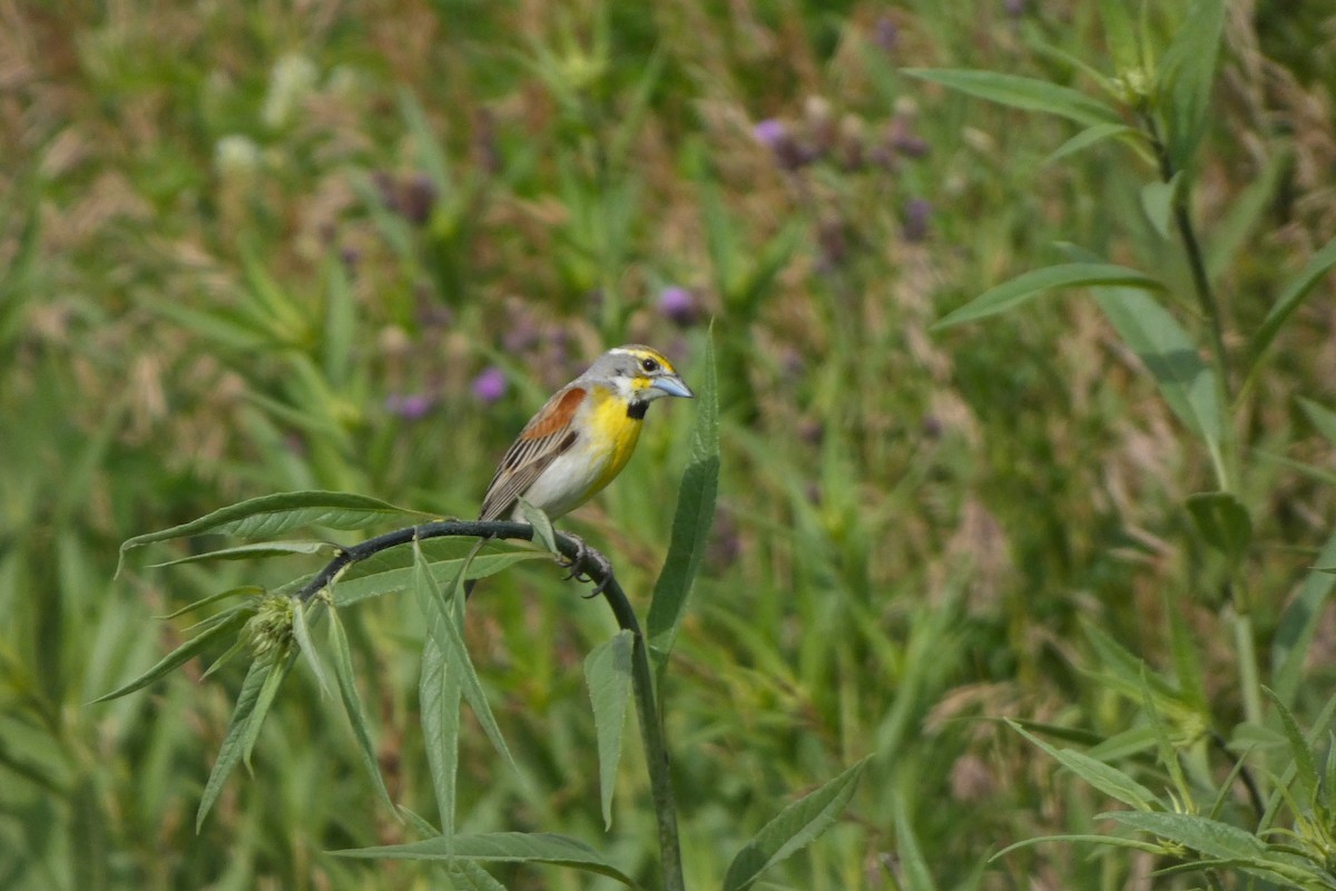 Dickcissel - ML644407868