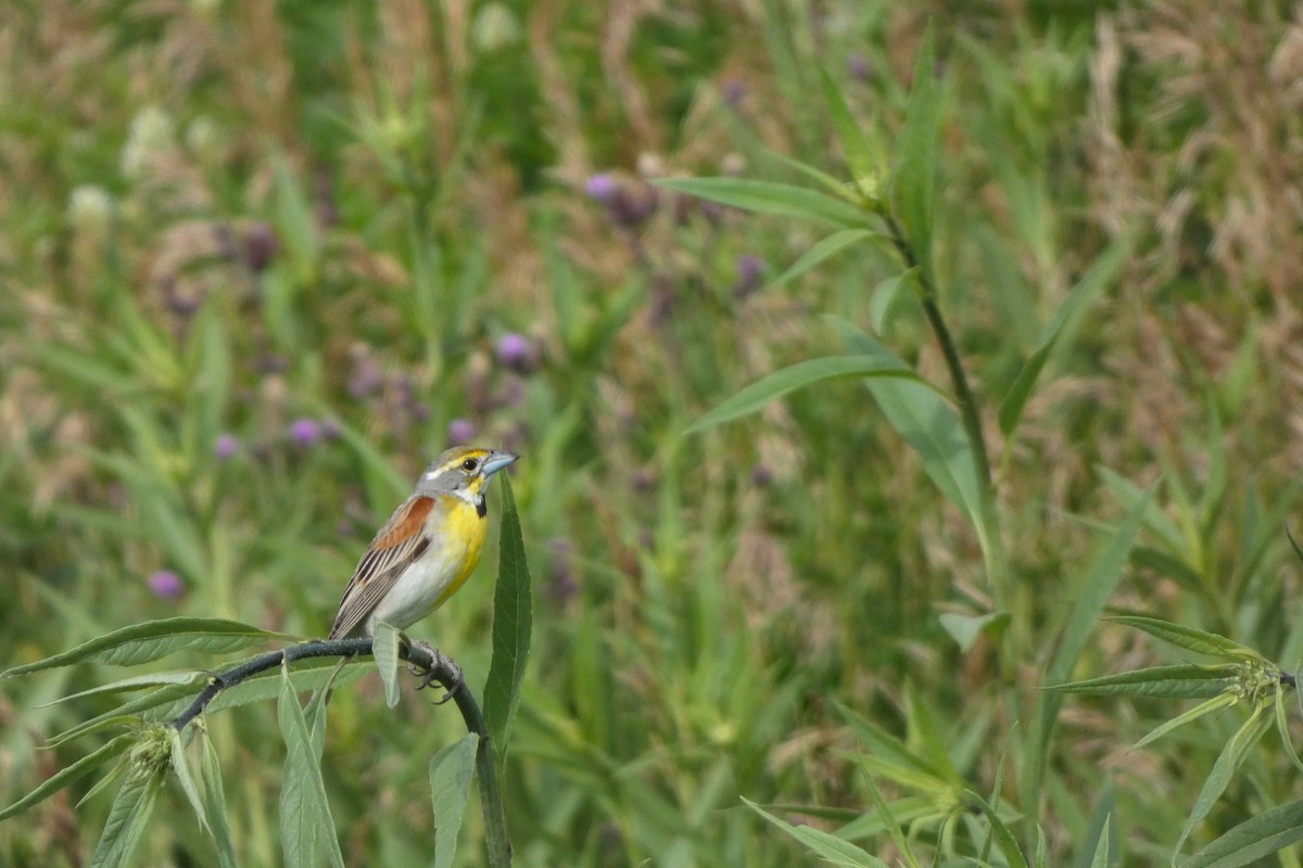Dickcissel - ML644407869