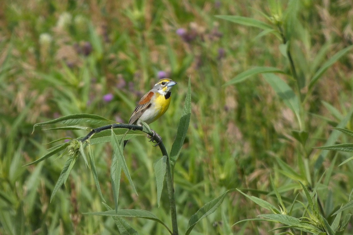 Dickcissel - ML644407870