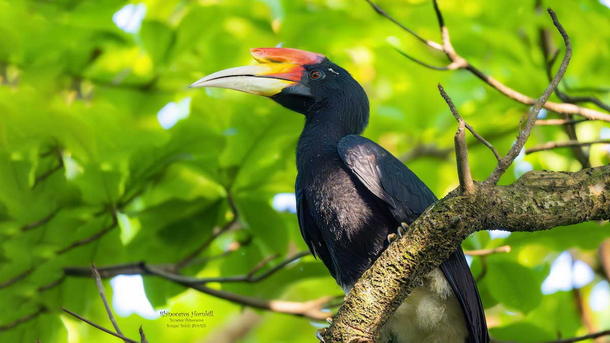 Rhinoceros Hornbill - ML644407873