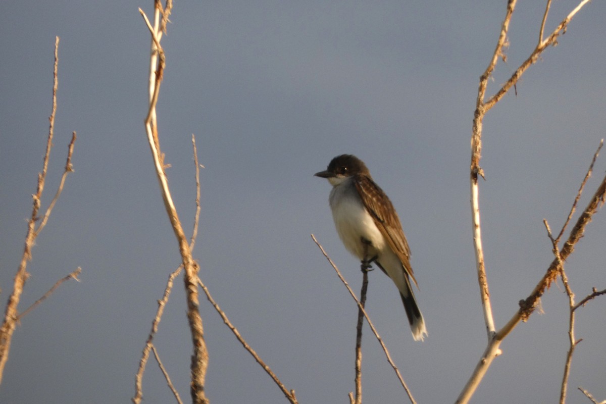 Eastern Kingbird - ML644407874