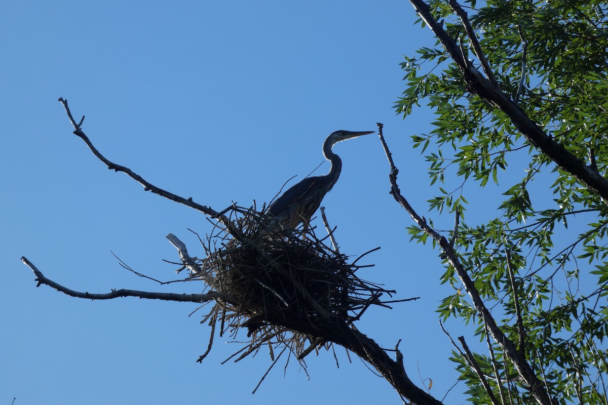 Great Blue Heron - ML644407876