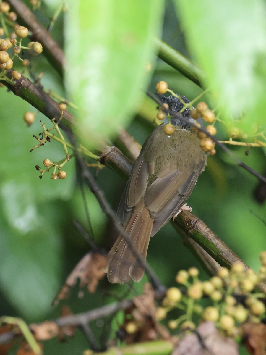 Bulbul Capirotado - ML644407877