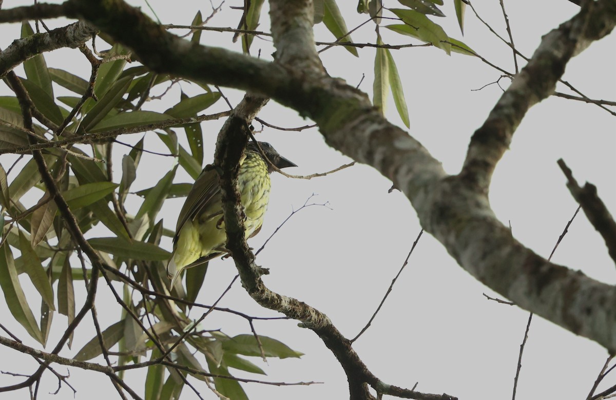 Арапонга голошия - ML644407879