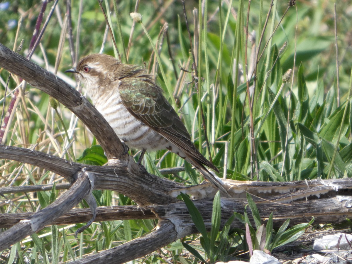 マミジロテリカッコウ - ML644407881