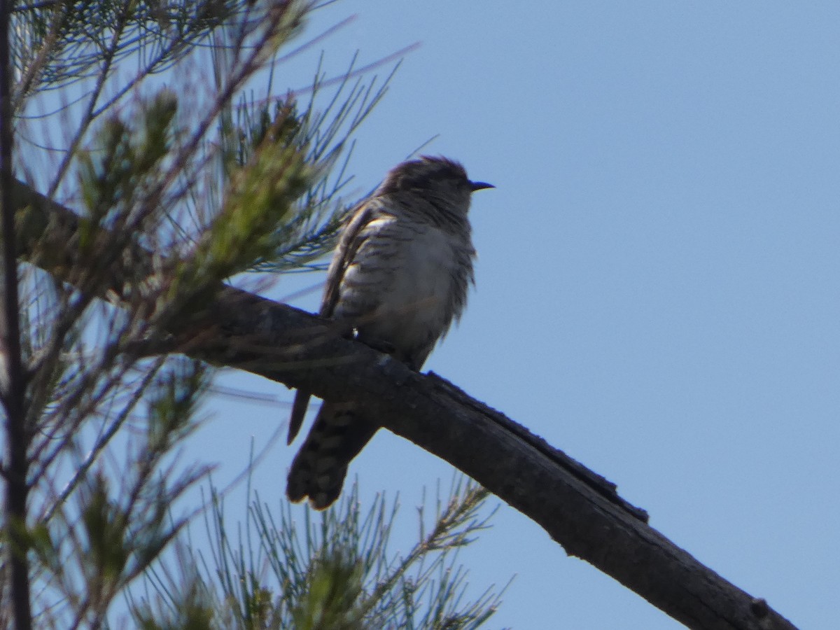 マミジロテリカッコウ - ML644407882