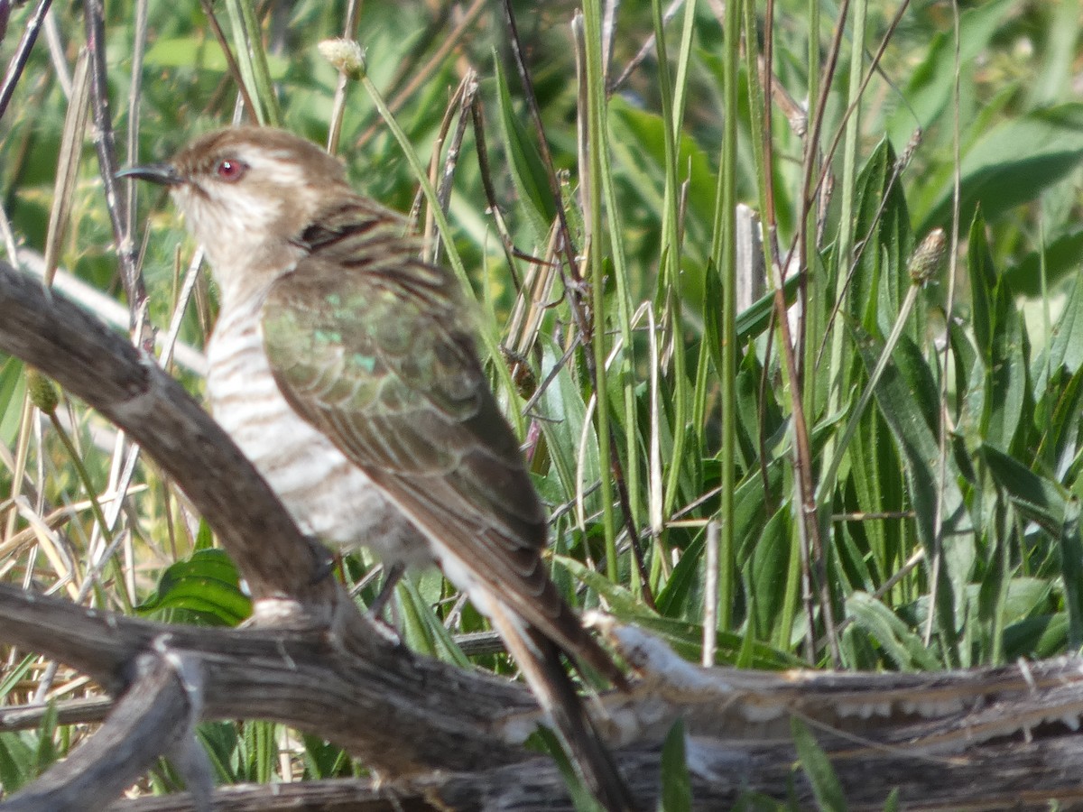 マミジロテリカッコウ - ML644407883