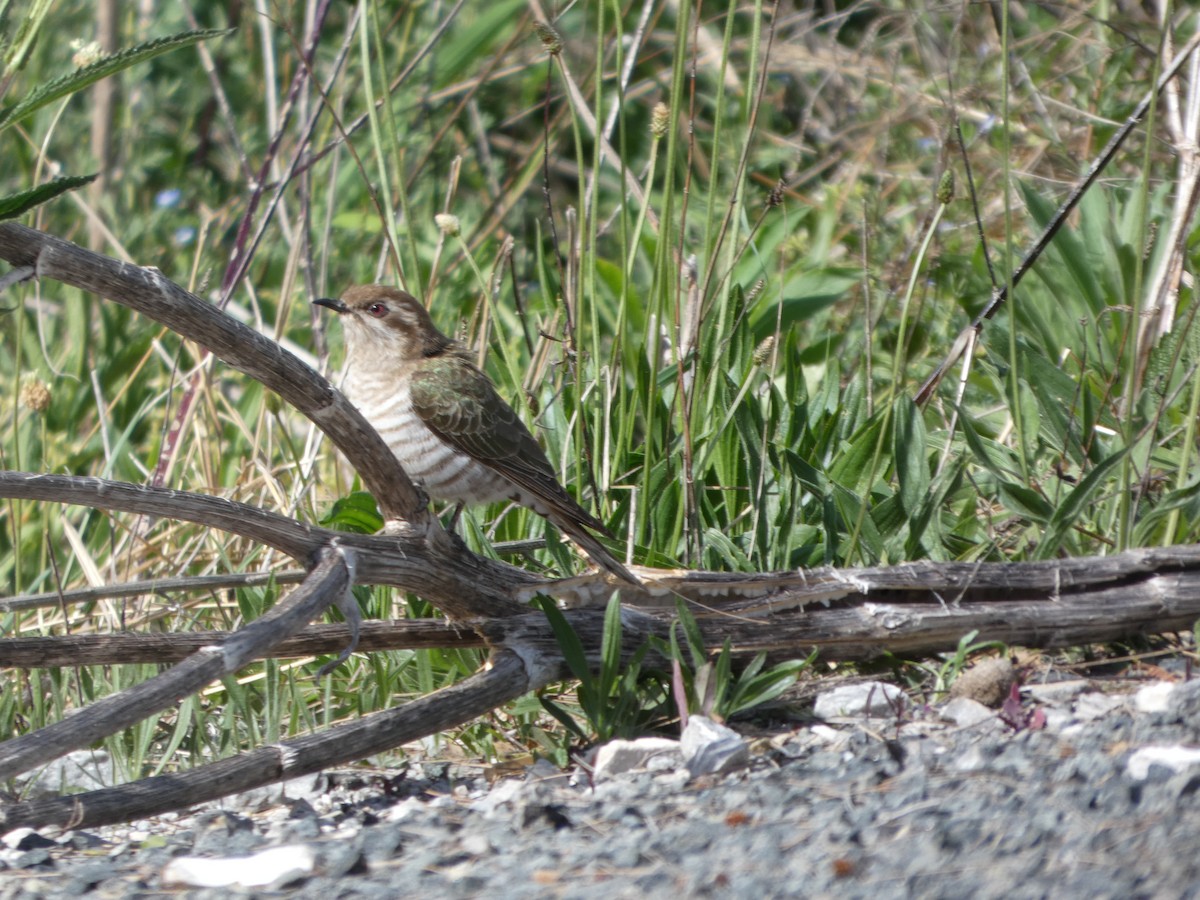 マミジロテリカッコウ - ML644407884