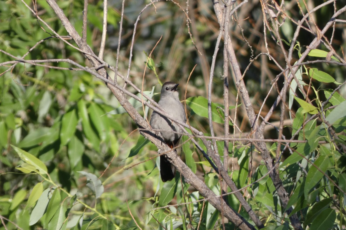 Moqueur chat - ML644407890