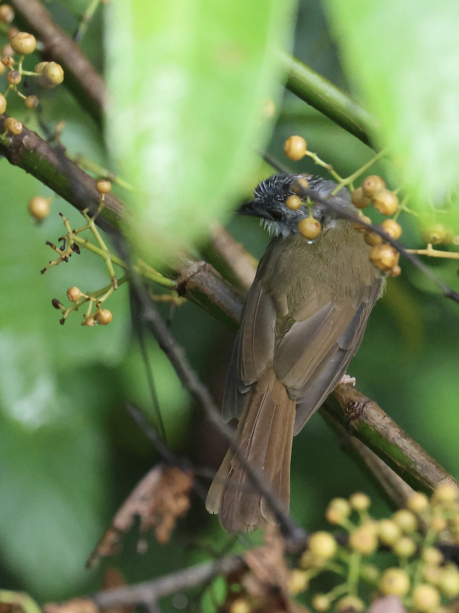 Bulbul Capirotado - ML644407894