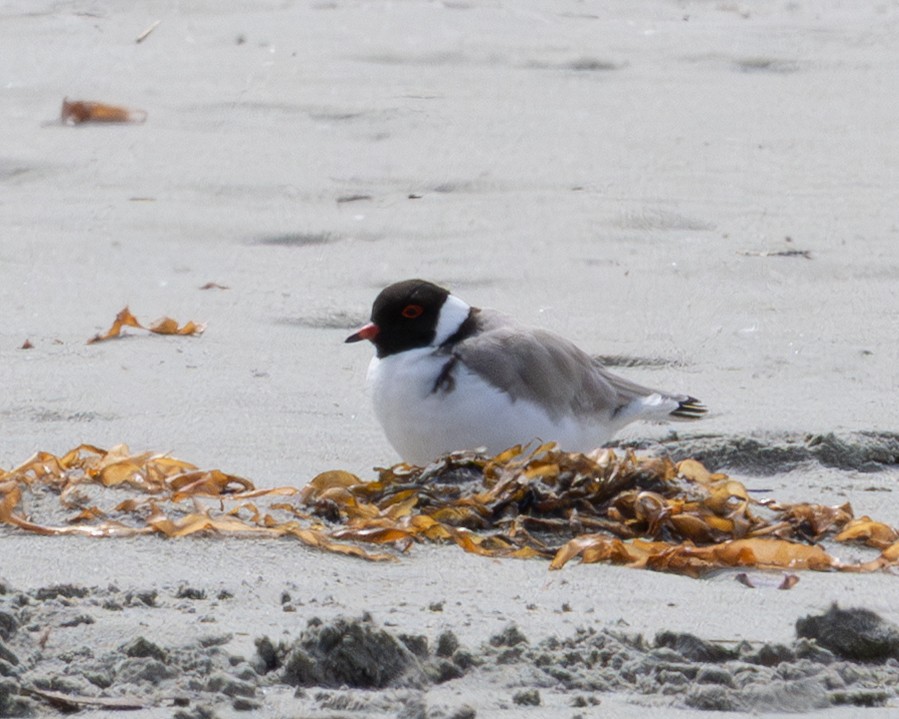 Hooded Plover - ML644407895