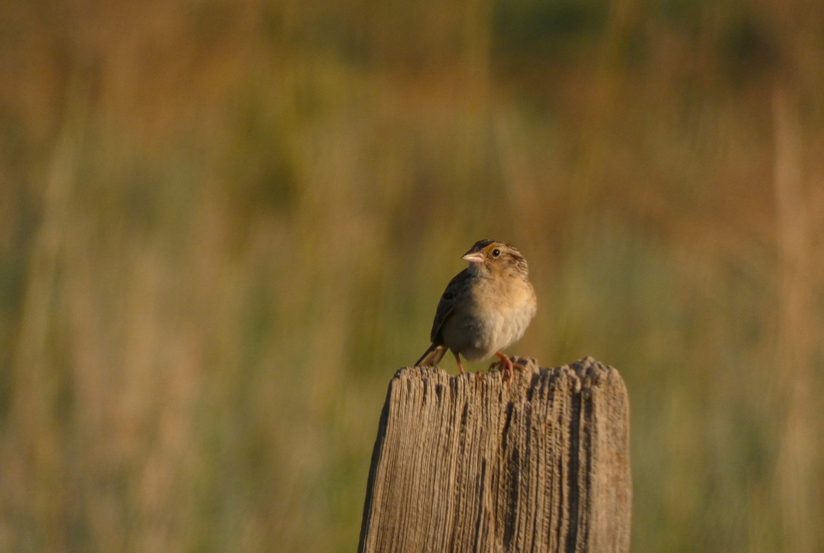 Grasshopper Sparrow - ML644407897