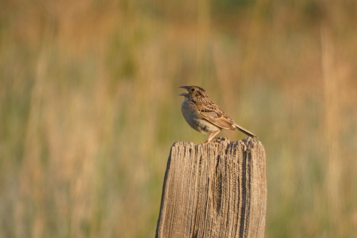 Grasshopper Sparrow - ML644407898