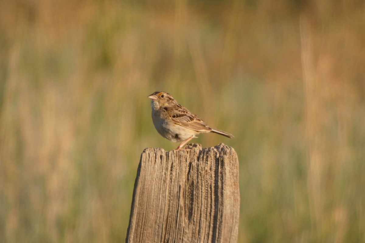 Grasshopper Sparrow - ML644407899