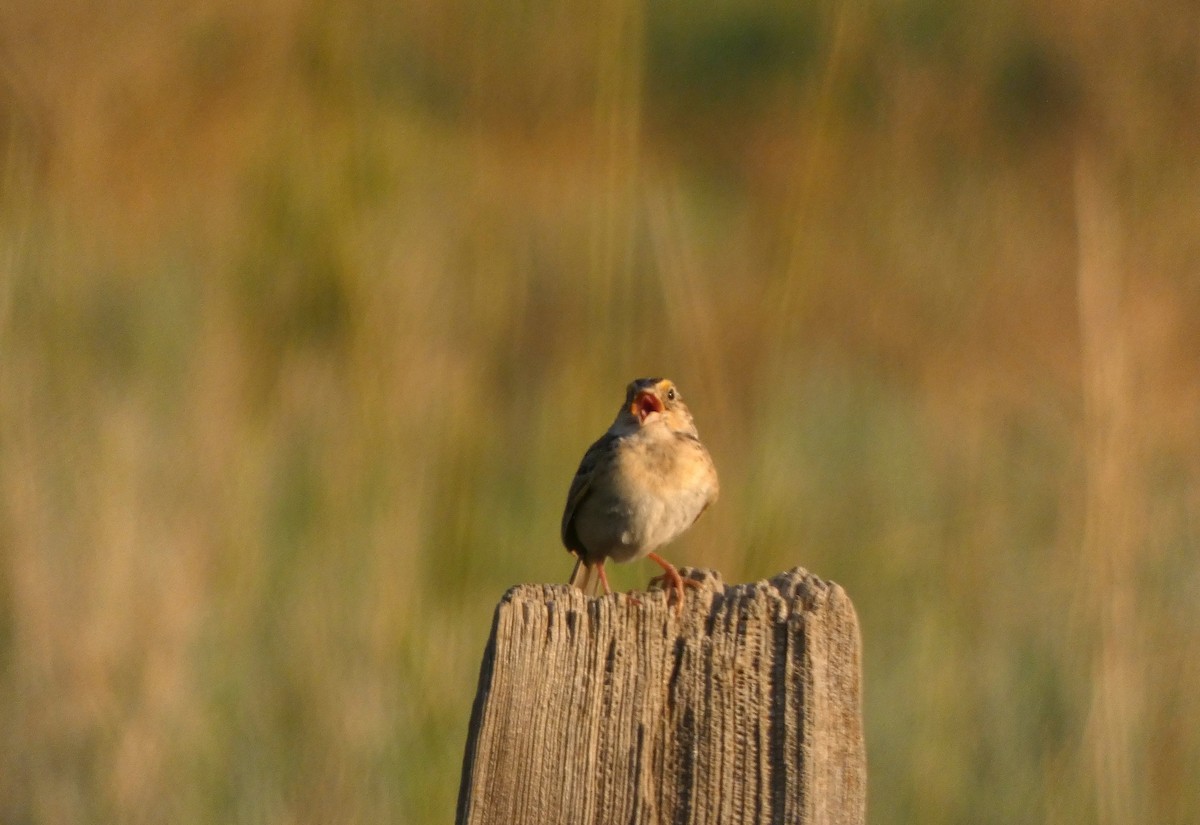 Grasshopper Sparrow - ML644407900