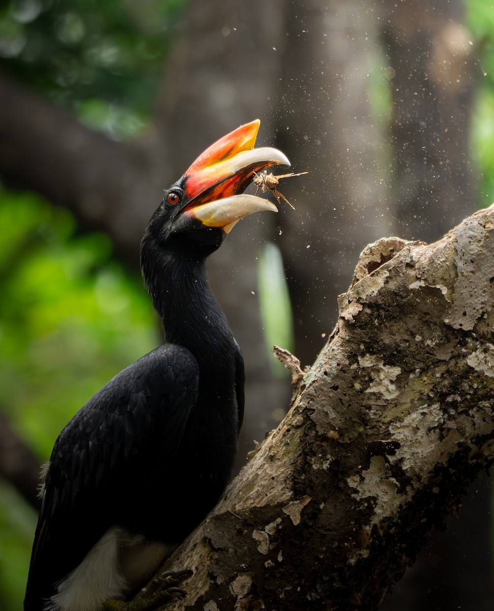 Rhinoceros Hornbill - ML644407902