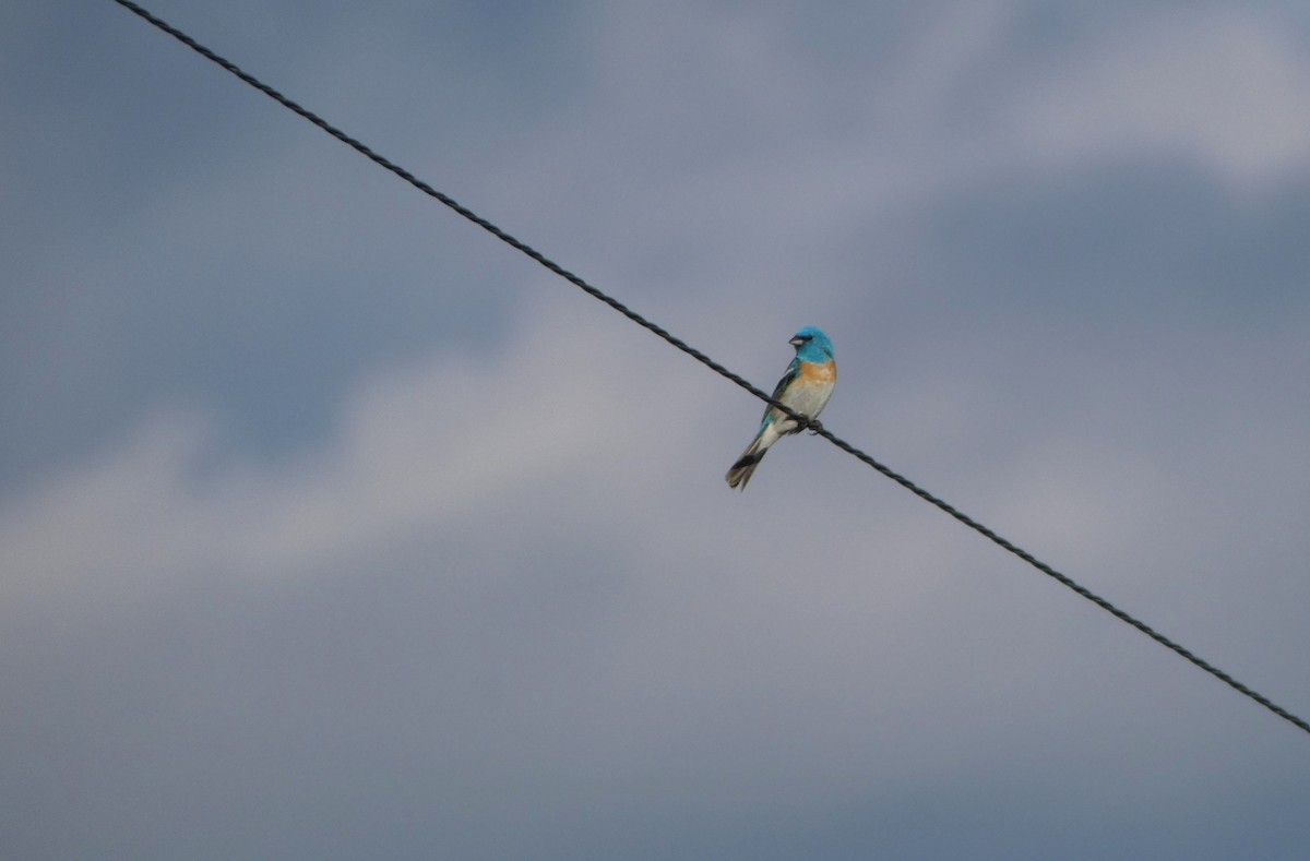 Lazuli Bunting - ML644407906