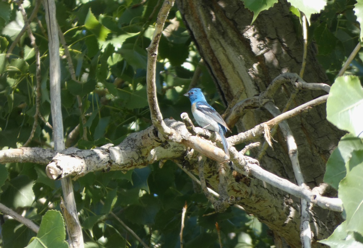 Lazuli Bunting - ML644407907