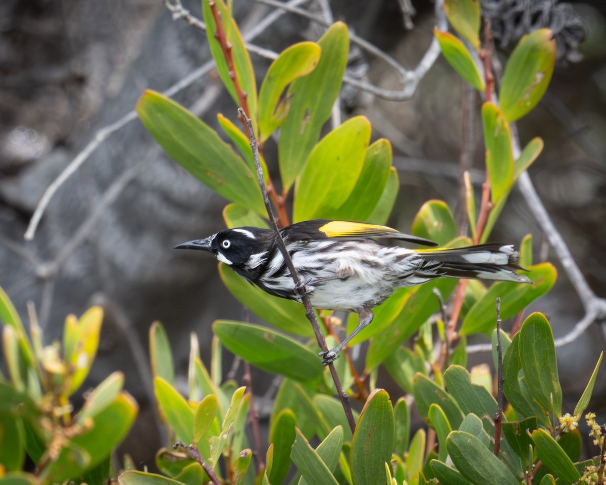 Weißaugen-Honigfresser - ML644407908