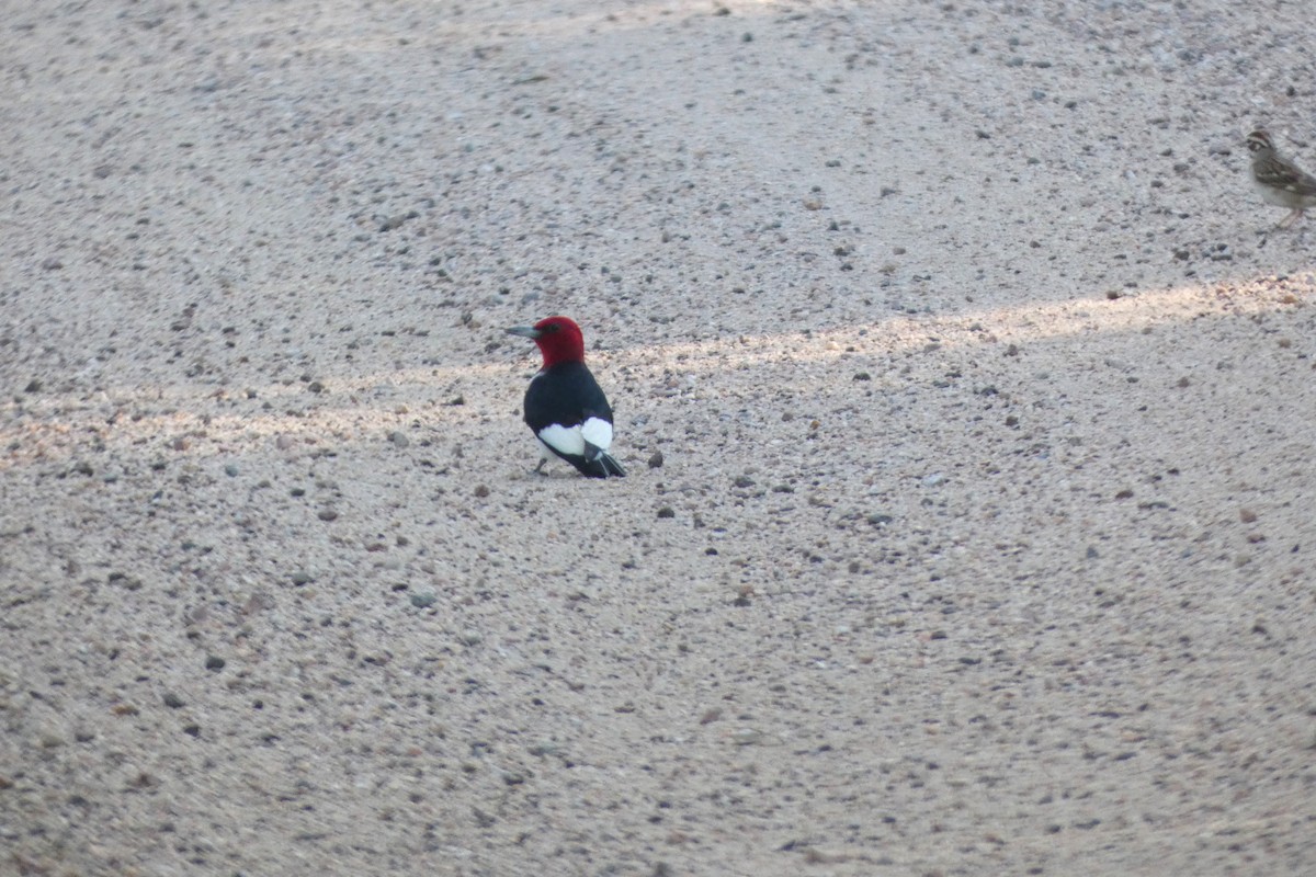 Red-headed Woodpecker - ML644407917