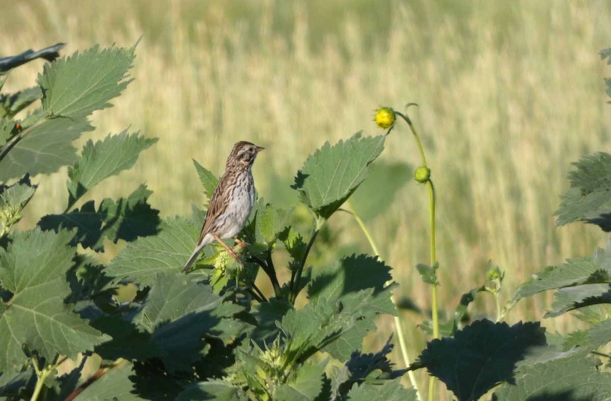 Savannah Sparrow - ML644407924
