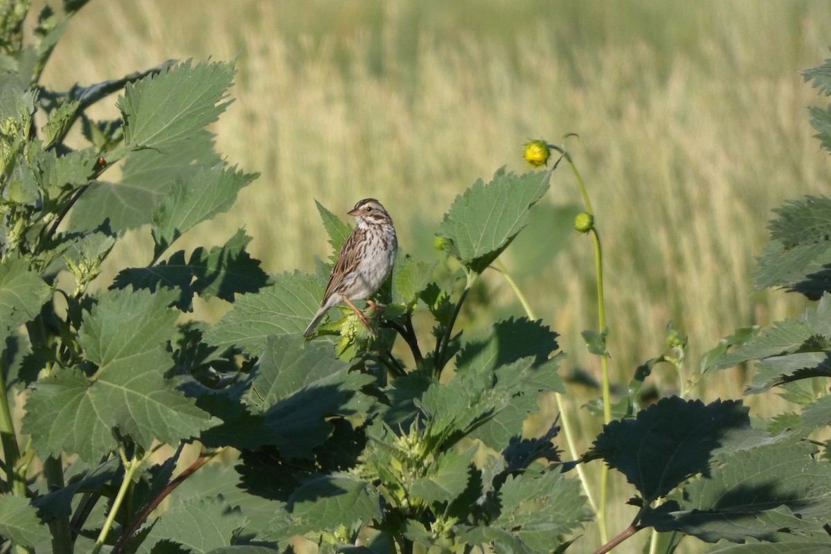 Savannah Sparrow - ML644407925