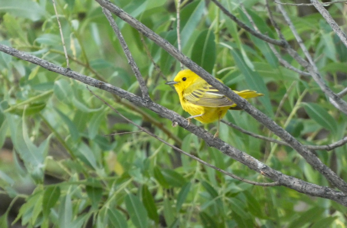 Northern Yellow Warbler - ML644407928