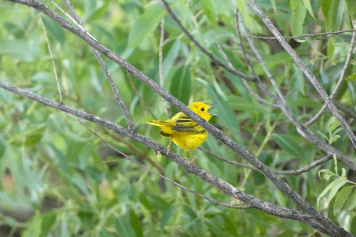 Northern Yellow Warbler - ML644407929