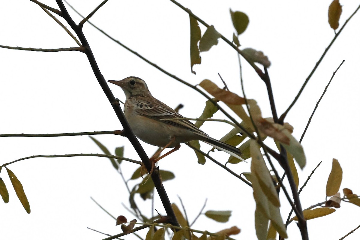 פפיון ארך-רגליים - ML644407930