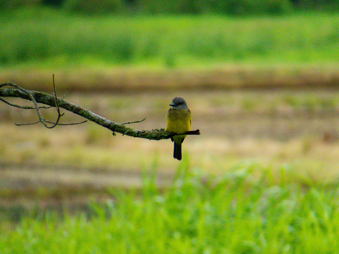 tropekongetyrann - ML644407931