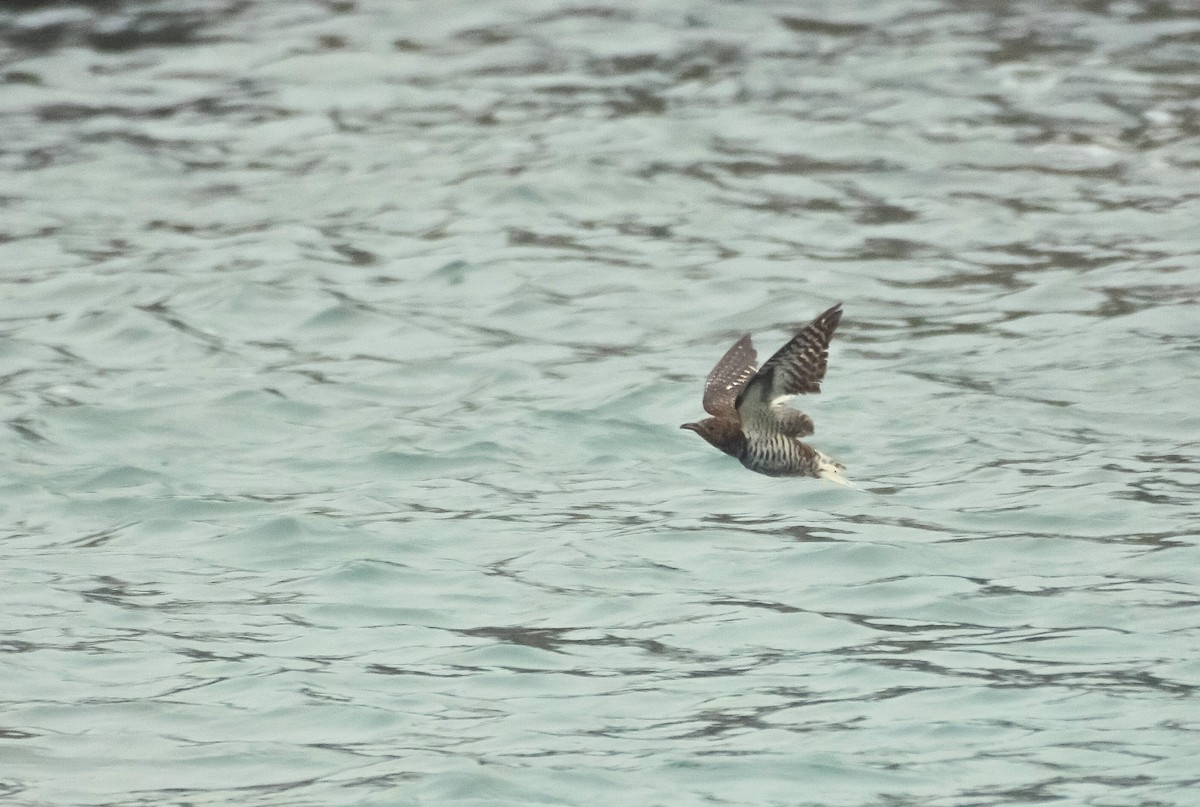 Глухая кукушка - ML644407936