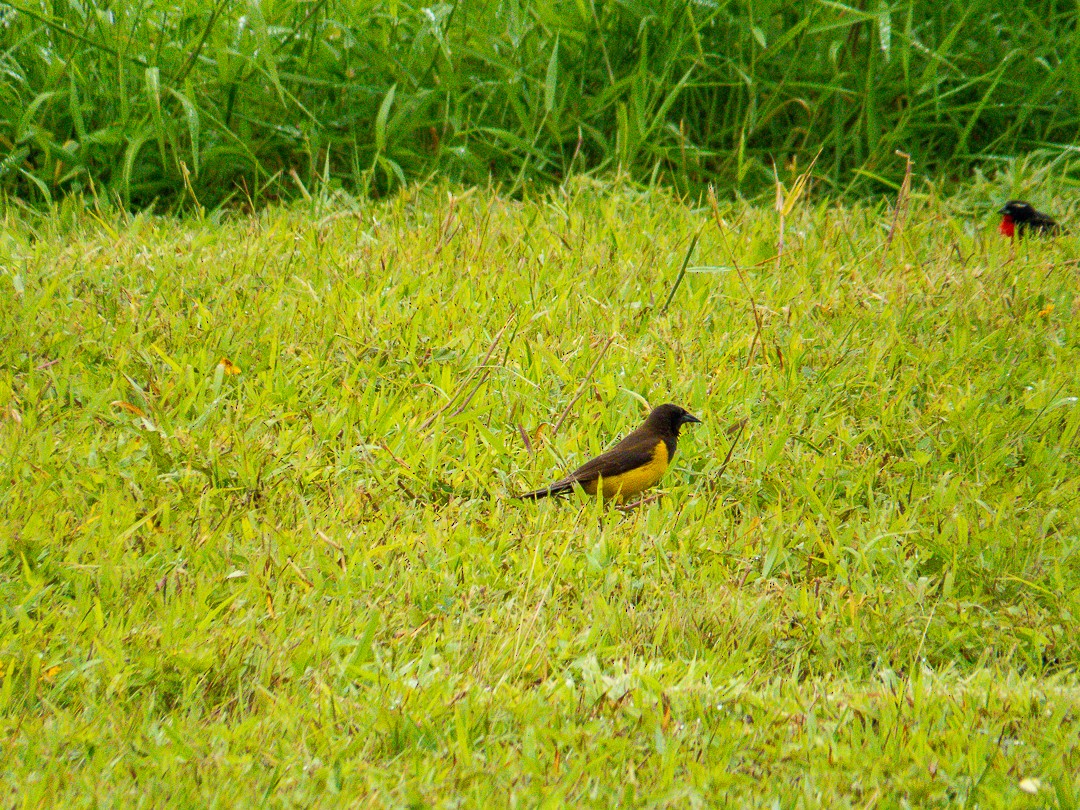Yellow-rumped Marshbird - ML644407937