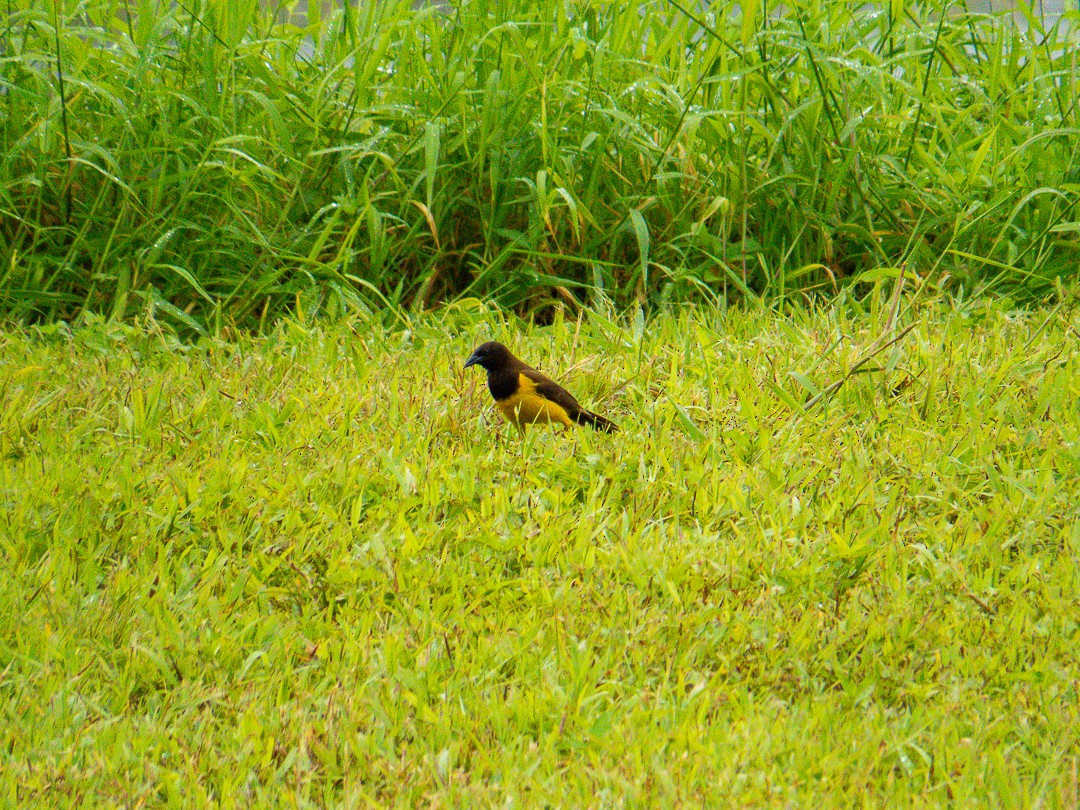 Yellow-rumped Marshbird - ML644407938