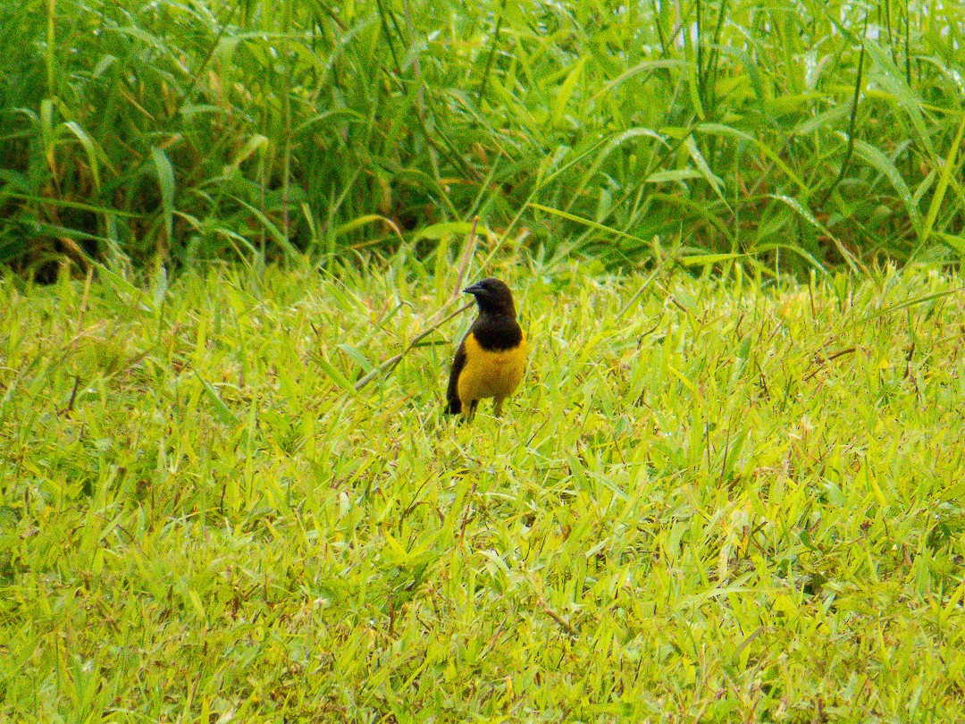 Yellow-rumped Marshbird - ML644407939